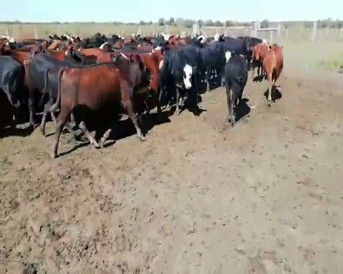 Lote 100 Terneros en Villaguay, Entre Ríos