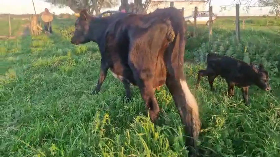 Lote Vaquillonas  a remate en Pantalla Camy 470kg - , San José