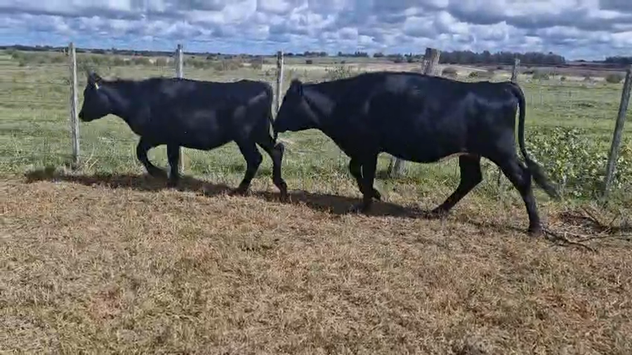 Lote 8 Vaquillonas  a remate en Pantalla Camy, San José