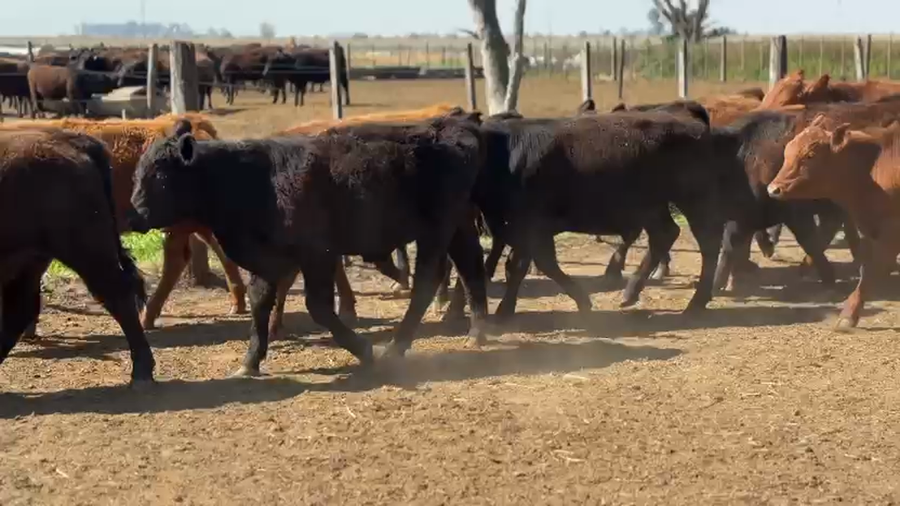 Lote 46 Terneros en Laboulaye, Córdoba