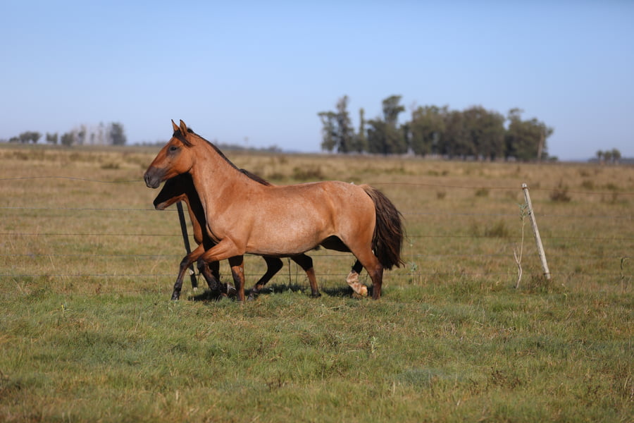 Lote Intriga Del Chafalote