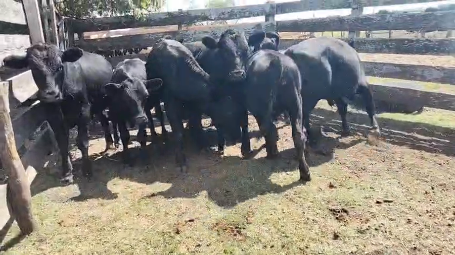 Lote 7 Terneros a remate en Pantalla Camy, San José