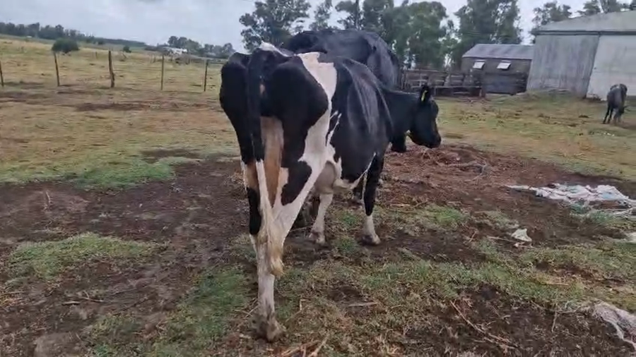 Lote 2 Vaca a remate en Pantalla Camy 400kg - , San José