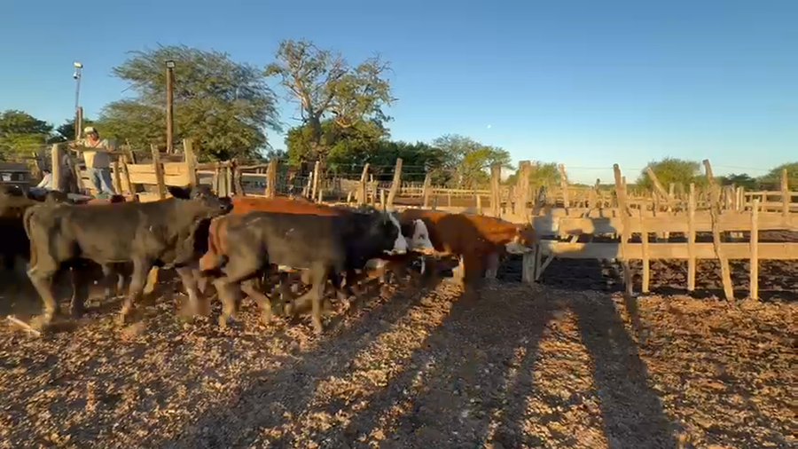 Lote 120 Terneros en Chaco, Las Breñas
