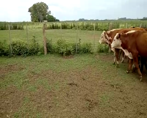 Lote 50 Novillitos Cruzas Británicas de 205/210 Kg, en Olivera, Lujan, PBA.-