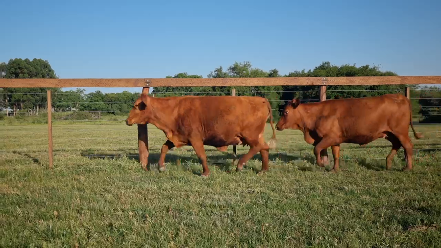 Lote 15 Vacas nuevas Preñadas