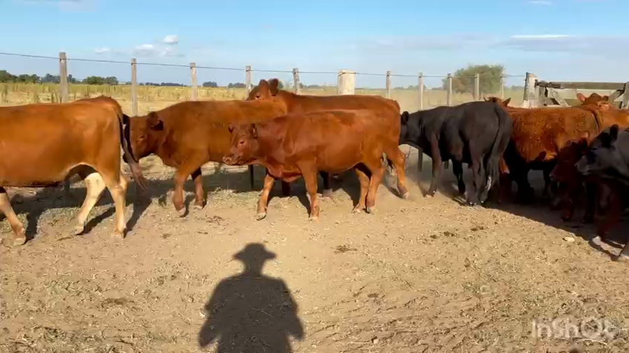 Lote 28 Novillitos