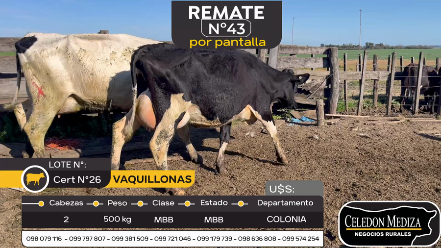 Lote 2 Vacas en produccion en Otra Localidad, Colonia