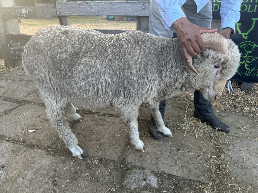 Lote Borrego 2D (MO: Si)