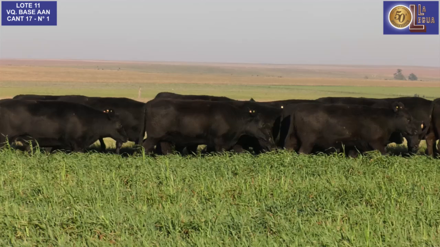Lote VAQ. ANGUS NEGRAS BASE C/GTÍA DE PREÑEZ
