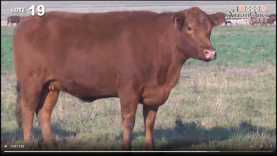 Lote 10 Vaquillonas Angus Coloradas Preñadas - Santa Anita, Entre Rios