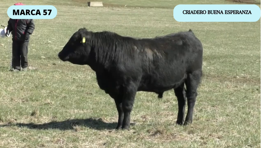 Lote 1 Toro en Coyhaique, XI Región Aysén