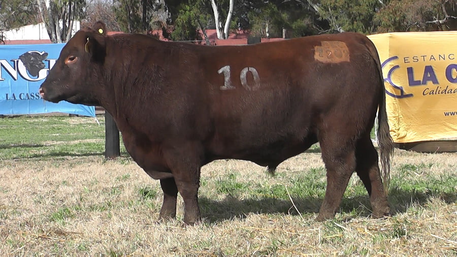 Lote TOROS ANGUS PC