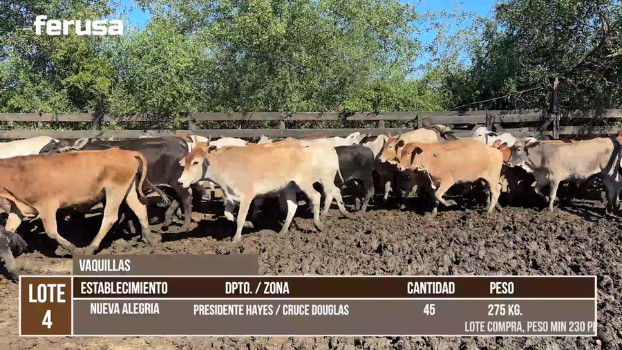 Lote LOTE 4