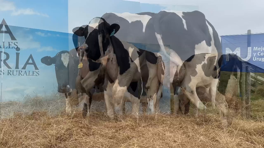 Lote VACAS PRÒXIMAS CABAÑA MANGADO