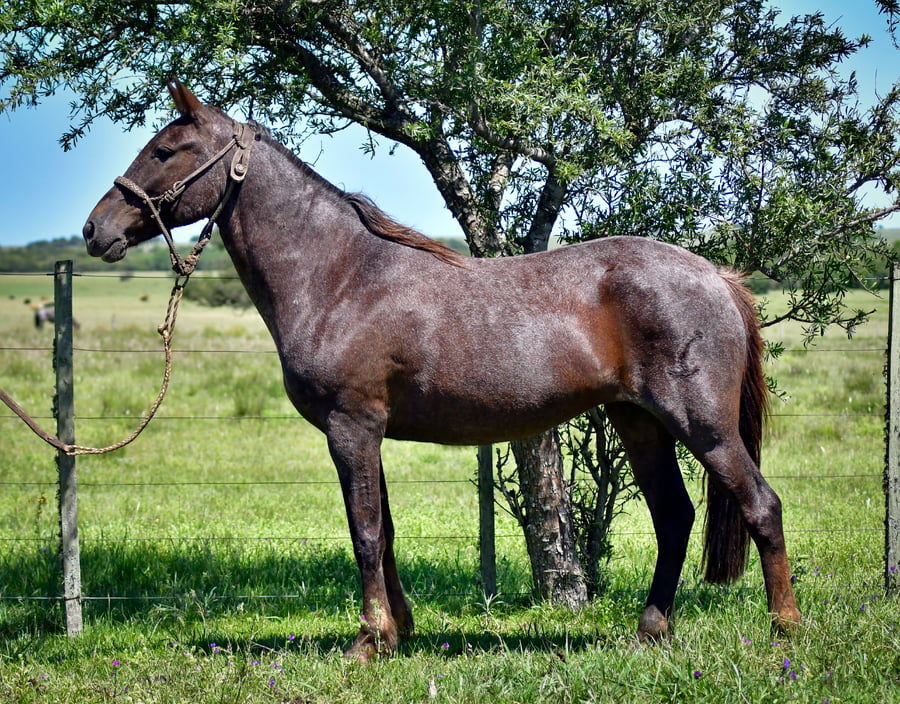 Lote Quimica De Los Relinchos 1034