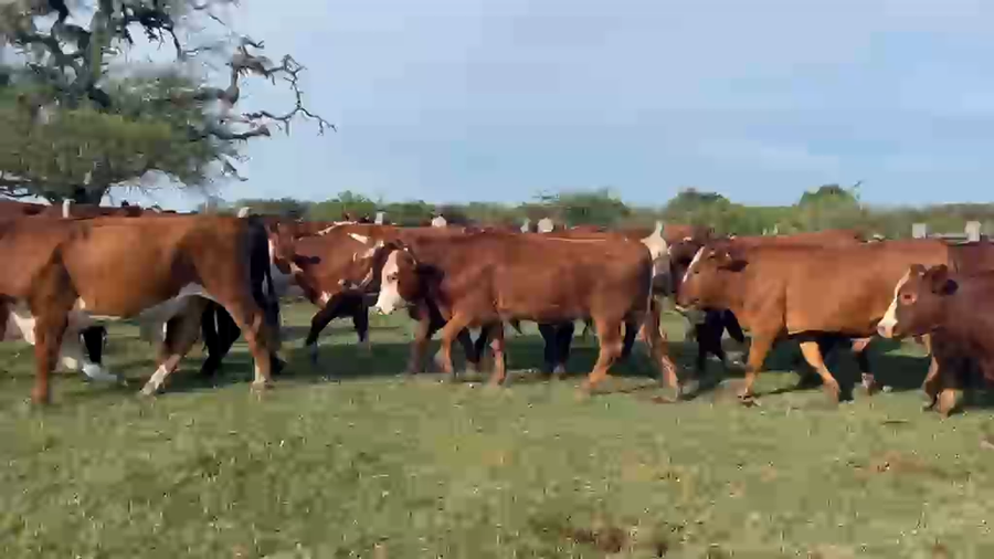 Lote 39 Novillos