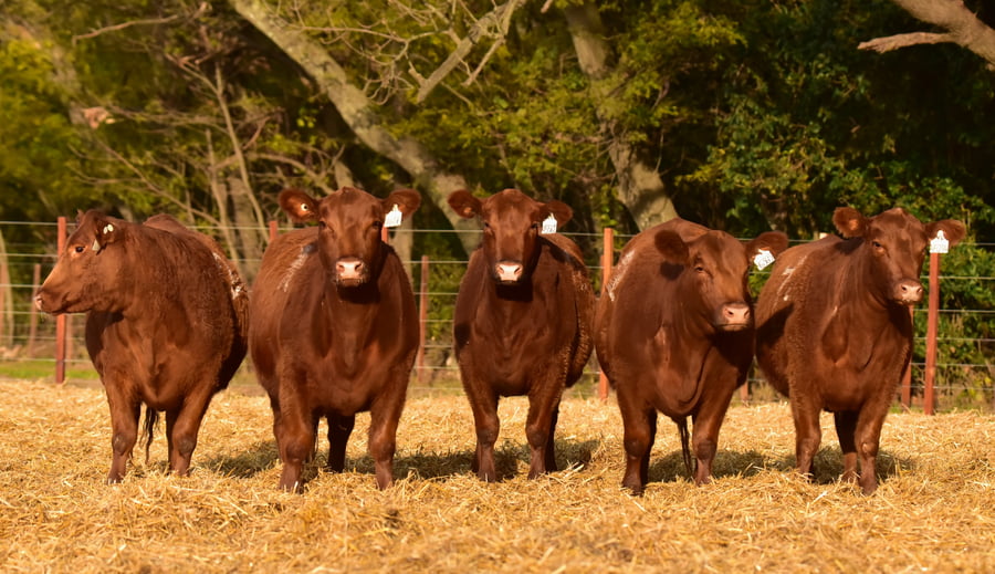 Lote VAQUILLONAS ANGUS PC PRIMAVERA