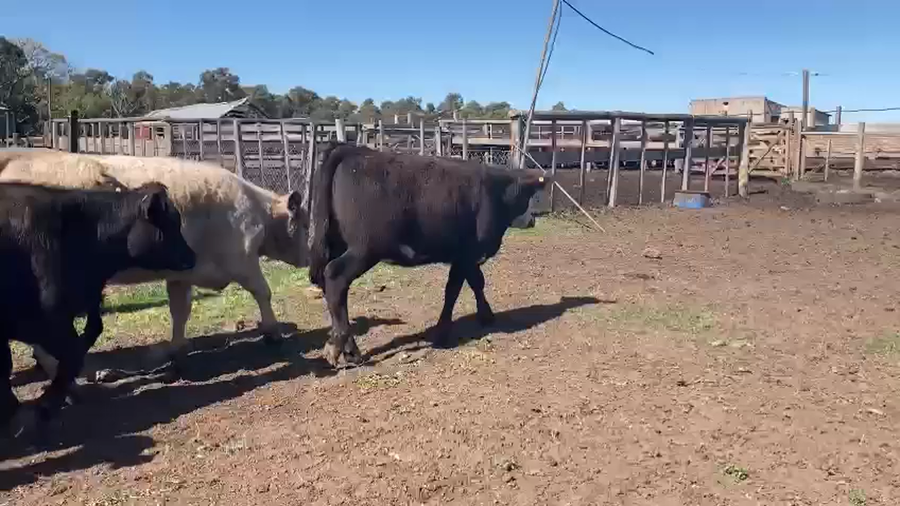 Lote (Vendido)43 Terneras 33 AA,  2 RA CRUZAS CON: HE 7,  1 CH a remate en Expo Paysandú 254kg - , Río Negro