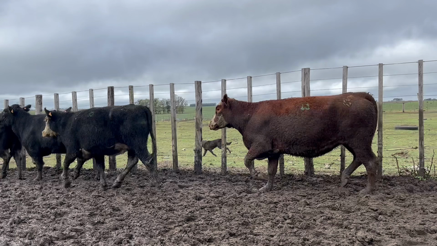 Lote VAQUILLONA PREÑADA