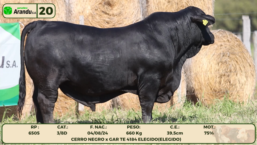 Lote LOTE 20