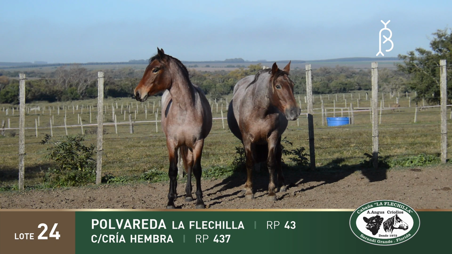 Lote POLVAREDA LA FLECHILLA