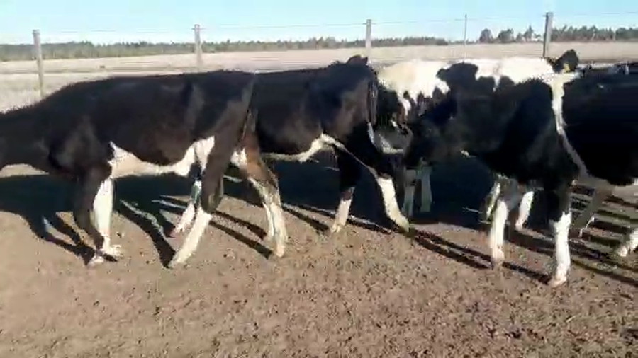 Lote 9 Terneras holando