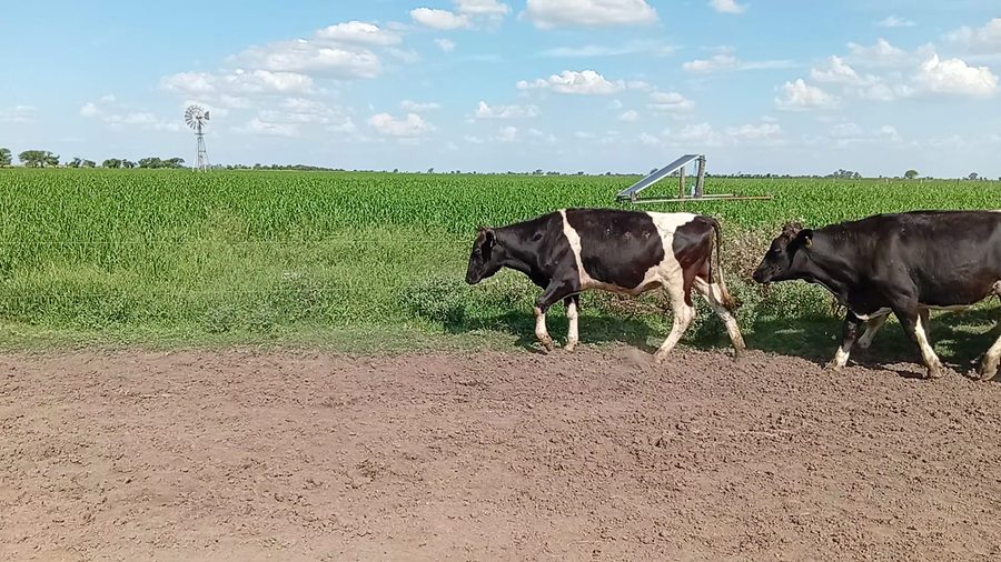 Lote 18 Novillo Holando