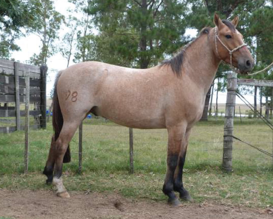 Lote SARANDI ESCONDIDO