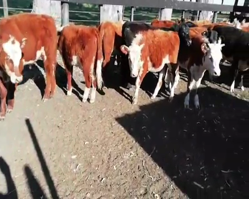 Lote 25 Terneros/as en Villaguay, Entre Ríos