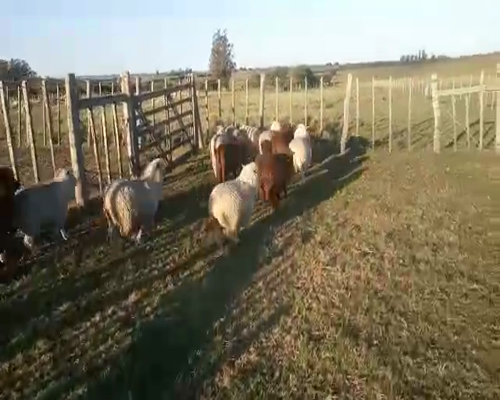 Lote 14 Corderos 35kg - , San José