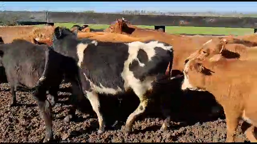 Lote 25 Terneros He y Cr AA a remate en Aniversario 115 Años - Camy en Bocas del Rosario