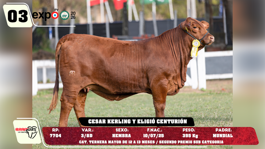 Lote LOTE 3