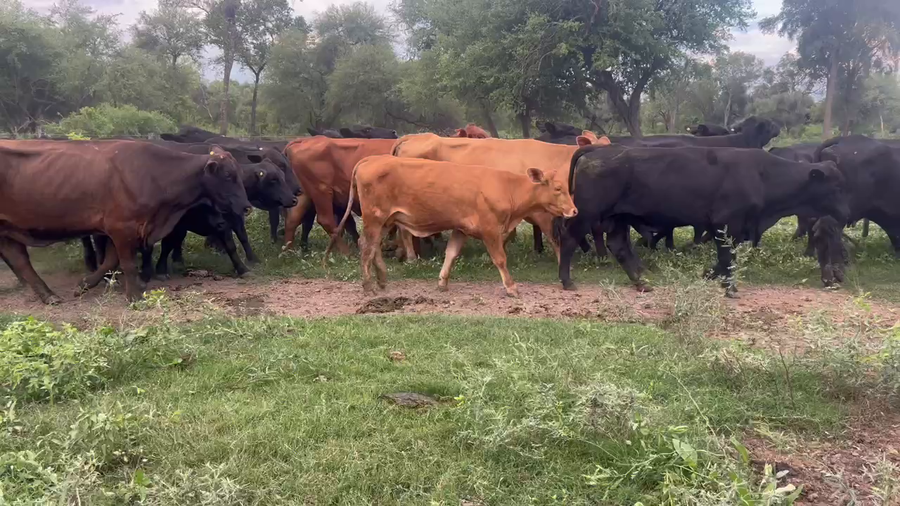 Lote 34 Vacas de invernar en Juan José Castelli, Chaco