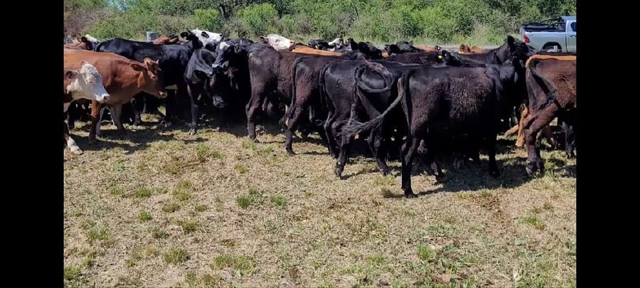Lote 60 Novillitos y vaquillonas en Villaguay, Entre Ríos