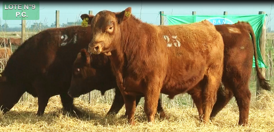 Lote TOROS PUROS CONTROLADOS