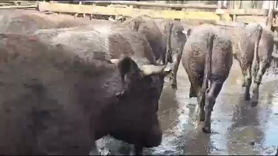 Lote 45 Novillo Gordo en Yerbas Buenas, VII  Región Maule