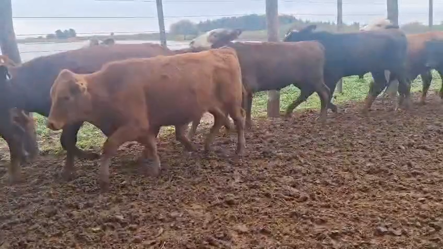 Lote 100 Terneros
