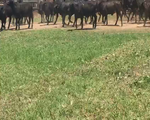 Lote 100 Terneras en El Colorado, Formosa