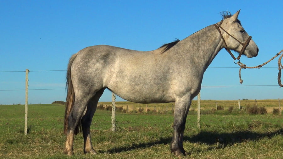 Lote MACARENA CARANCHA