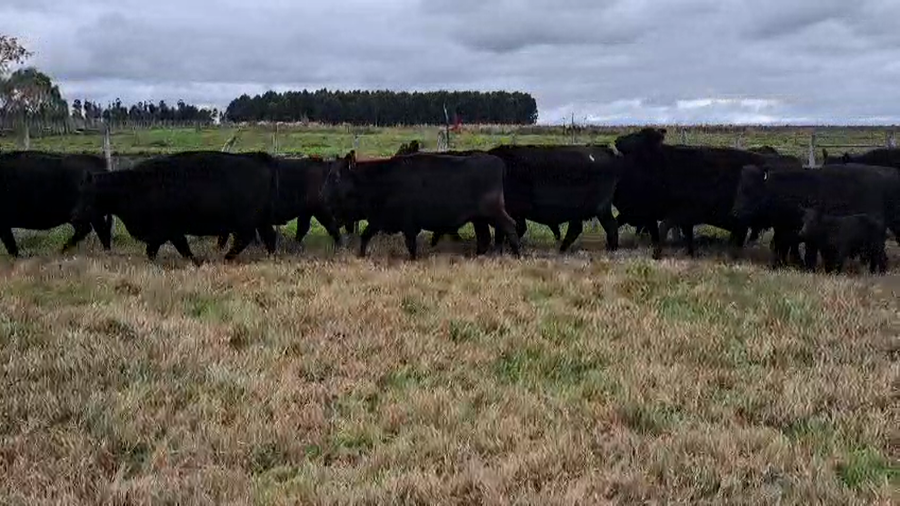 Lote 56 Vacas usadas preñadas