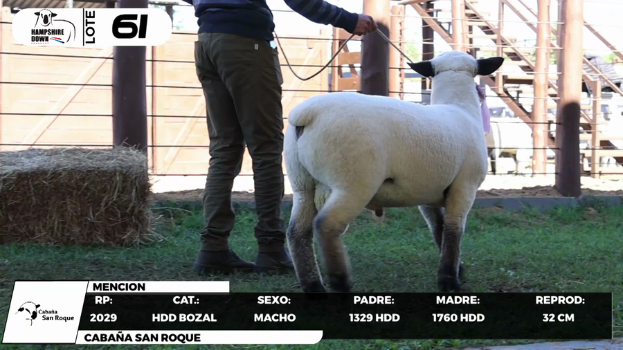 Lote LOTE 61- BOZAL