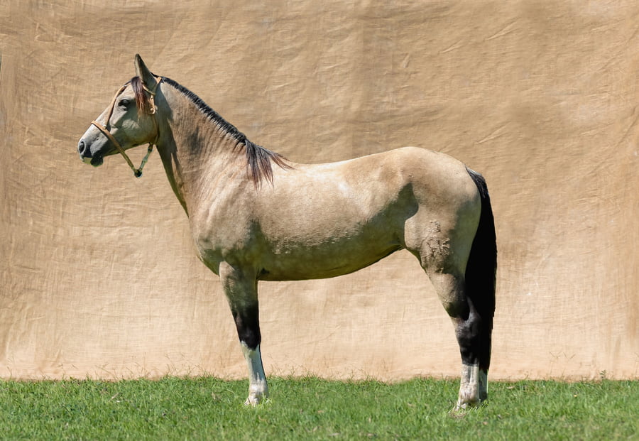 Lote AQUIDABAN BRUJITA RP 3