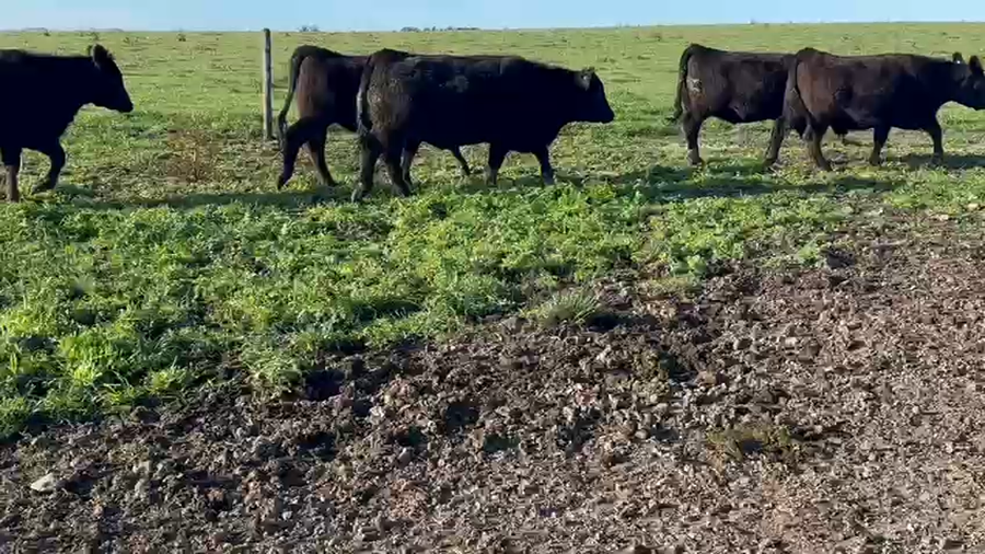 Lote 30 Vaquillonas C/ gtia de preñez en Tandil