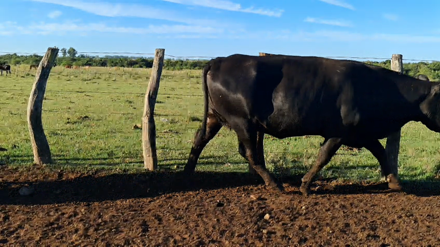 Lote 45 Vacas usadas preñadas en Corrientes, Mariano I. Loza