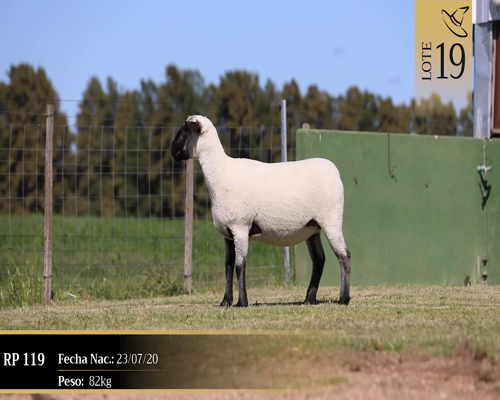 Lote Borregas a remate en Cabaña Las Brujas, San José