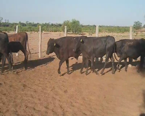 Lote 75 Novillitos en Quimilí, Santiago del Estero