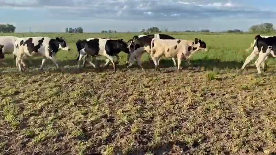 Lote 28 Terneros en Nogoyá, Entre Ríos