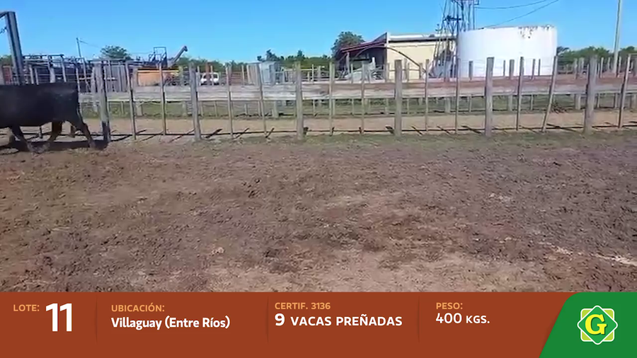 Lote Vacas preñadas en Villaguay