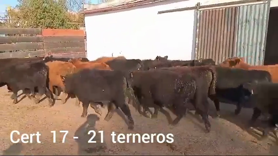 Lote TERNEROS